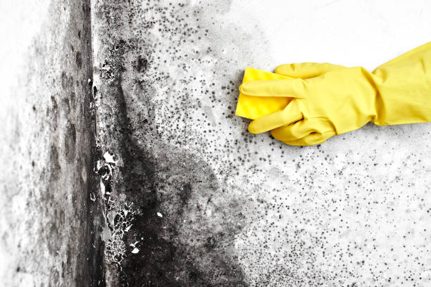 Best Residential Mold Removal  in Hamlet, NC