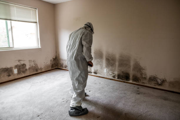 Best Best Mold Removal Companies  in Hamlet, NC